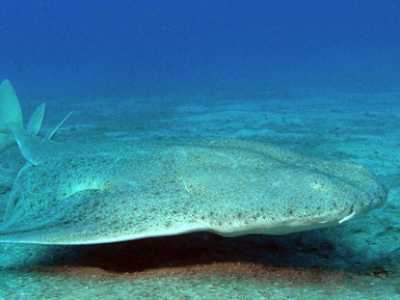 Lo squadro o pesce angelo (Squatina squatina). Foto by Philippe Guillaume

